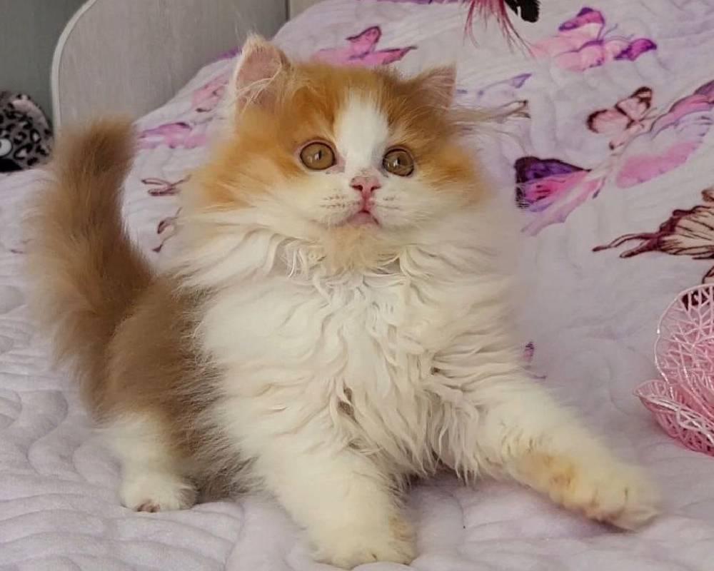 Olimpia Uncovered: The Surprising Secret Every Fitness and Pet Lover Needs to Know Now