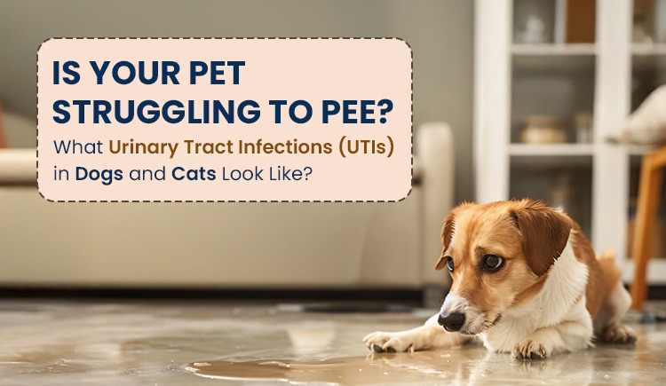 The Hidden Danger Lurking in Your Pet’s Routine: What Every Dog and Cat Owner Must Know About UTIs