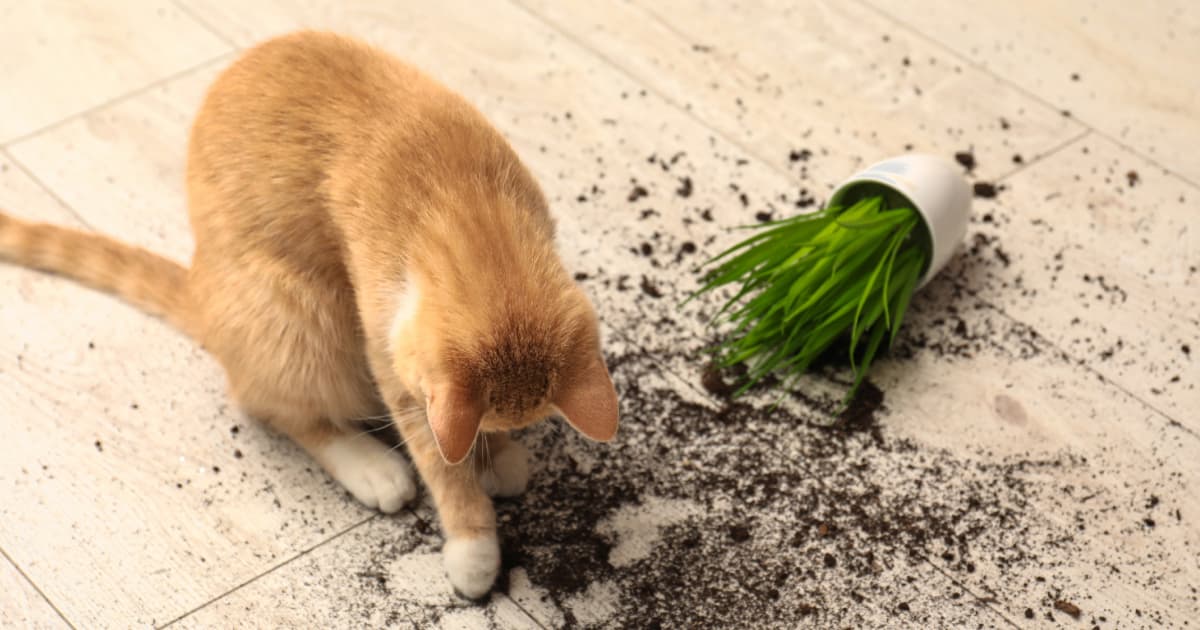 The Secret Playbook Behind Your Cat’s Obsession with Knocking Things Over—And What It Means for You!