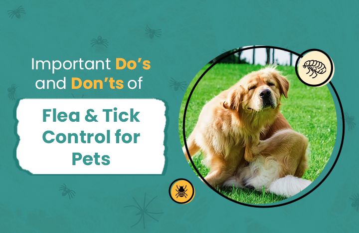 Unlock the Hidden Flea and Tick Secrets Every Pet Owner Must Know—Avoid These Common Mistakes!