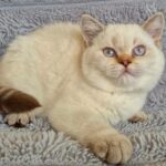 Unlock the Secret Power of Ariel: What Every Pet Owner Must Know Before It’s Too Late