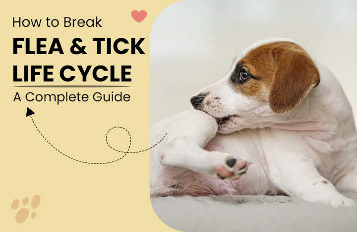 Unlock the Secret to Crushing the Flea & Tick Life Cycle—Say Goodbye to Pesky Invaders for Good!