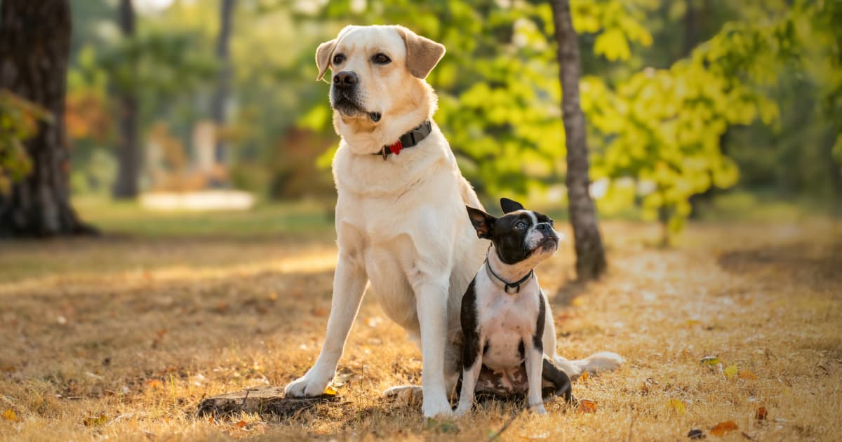 Unlock the Secret to Multi-Dog Harmony: These Surprising Breeds Make the Best Packmates