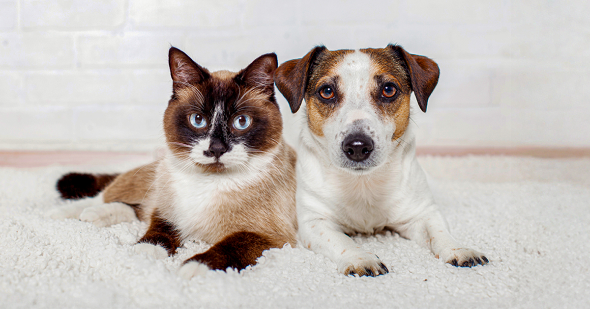 Unlock the Surprising Dog Breeds That Cats Secretly Adore—Your Next Pet Duo Awaits!