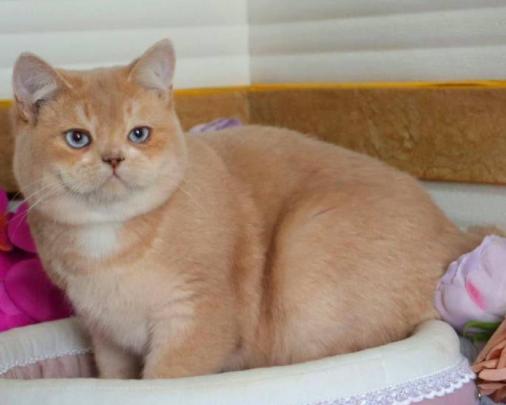 Unlock the Surprising Health Secrets of Apricots That Every Fitness and Pet Lover Needs to Know!