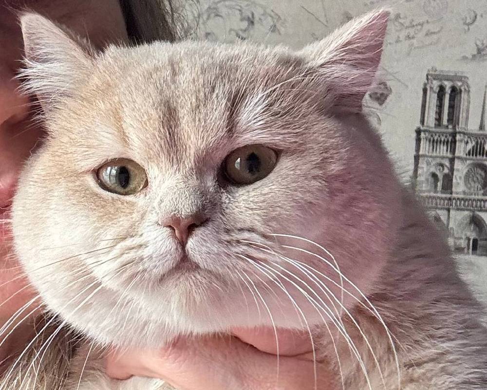 Unlock the Surprising Secret Behind Rokki – The Game-Changer Every Pet Owner Needs to Know!