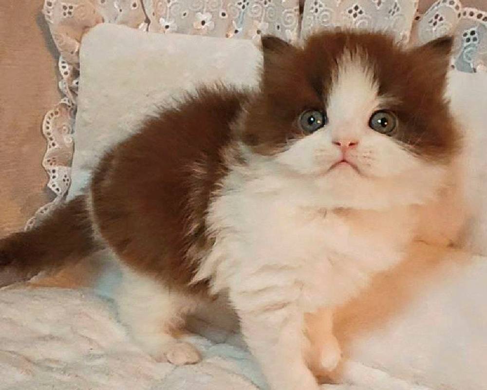 Unlocking the Mystery of Diamonds: What Every Pet Lover and Fitness Fan Needs to Know About Nature’s Toughest Gem