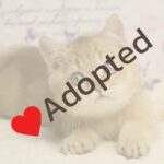 Why This Morning Latte Ritual Could Be the Secret to Boosting Your Dog’s Health — You Won’t Believe the Science Behind It