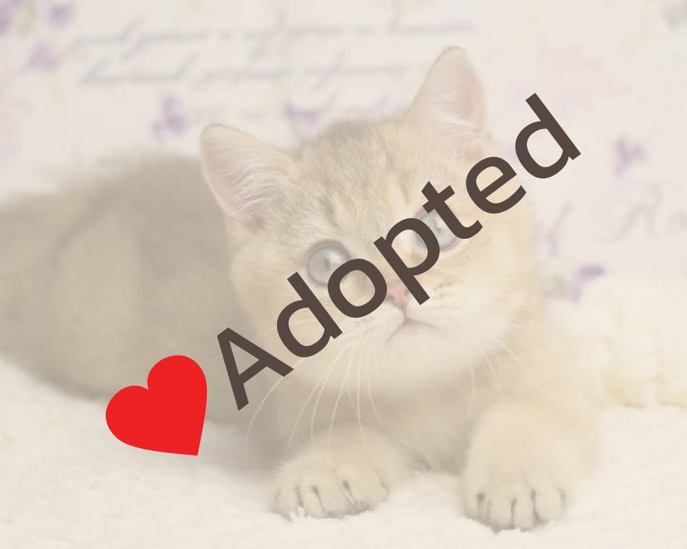 Why This Morning Latte Ritual Could Be the Secret to Boosting Your Dog’s Health — You Won’t Believe the Science Behind It