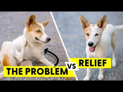 A Better Way to Help Itchy Pets - Without Just Suppressing Symptoms (Part 1)