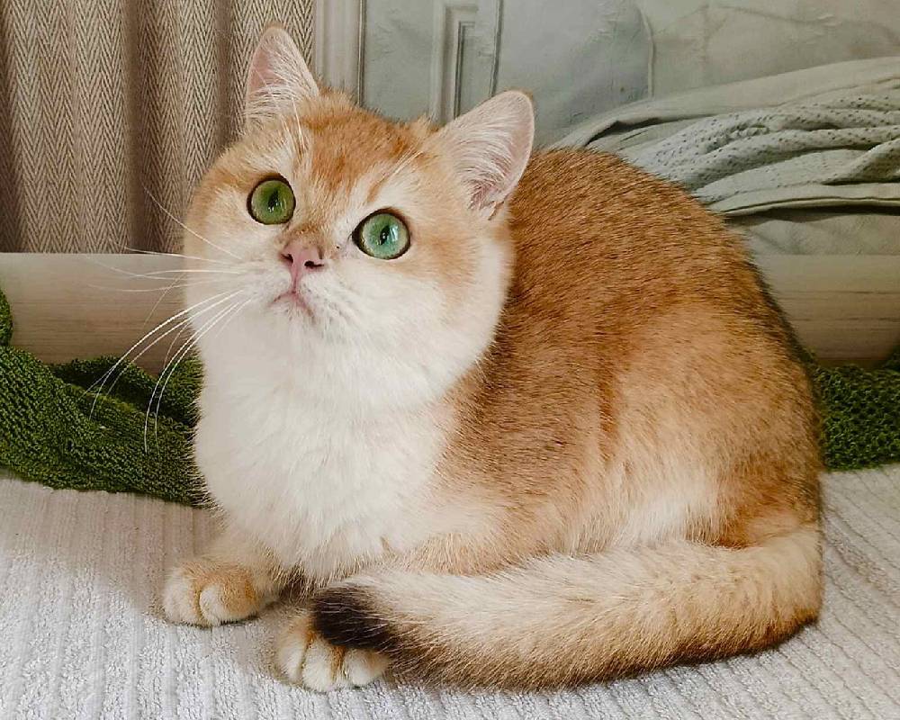 Alex’s Unbelievable Transformation: How This Fitness Enthusiast Turned His Passion into a Pet Empire You Won’t Believe