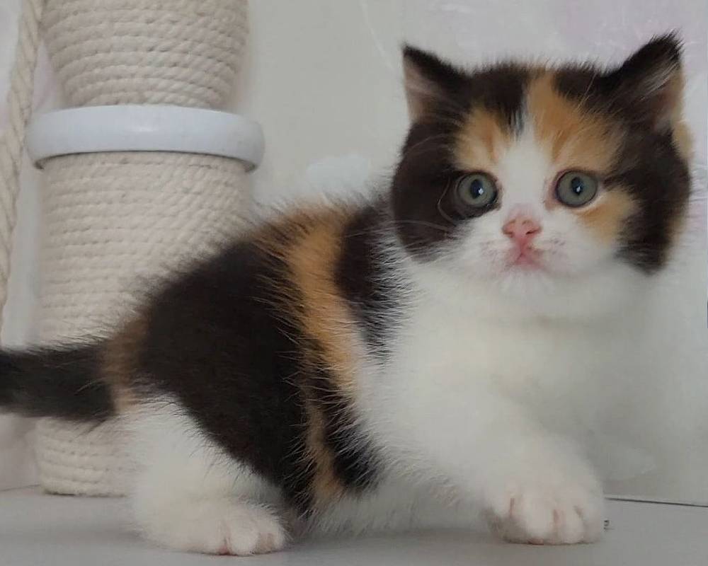 Alisia: The Unexpected Fitness Secret Pet Owners Swear By—Unlock It Before Everyone Else Does!