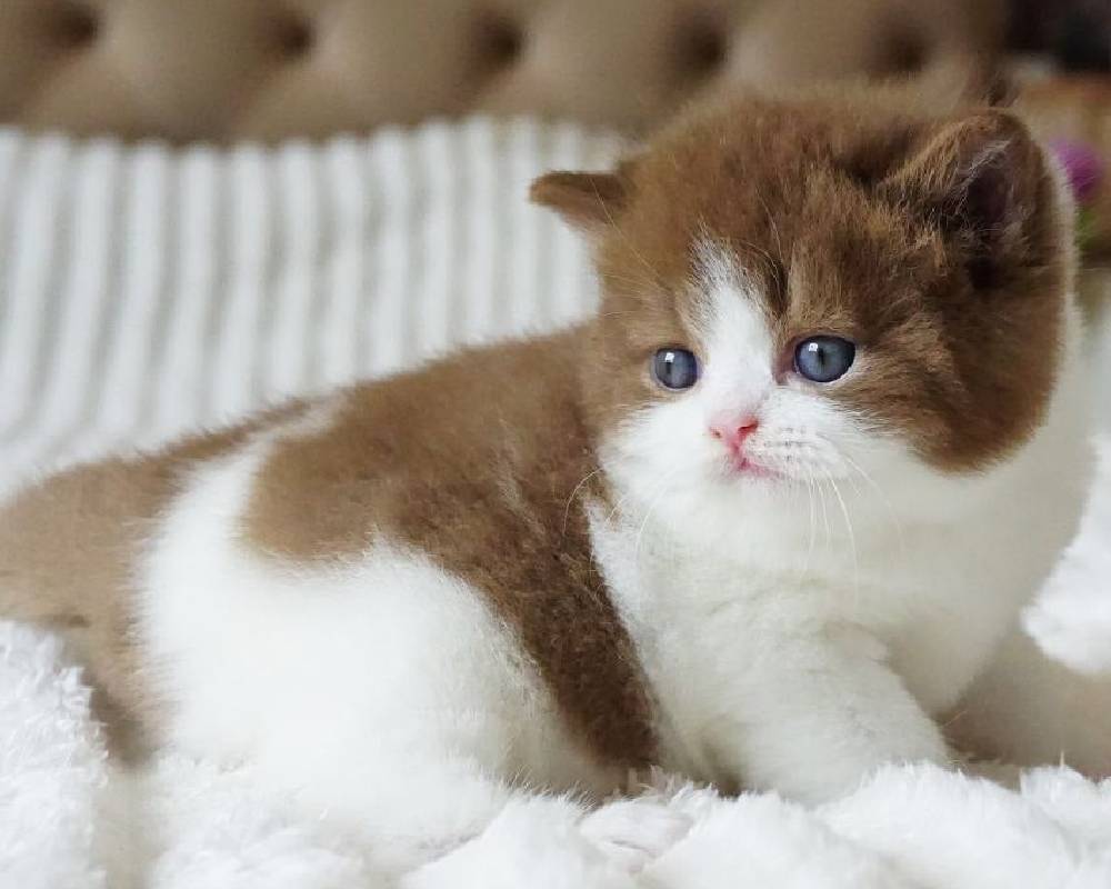 Amur Unveiled: The Surprising Truth About This Mysterious River That Could Change Your View of Nature Forever