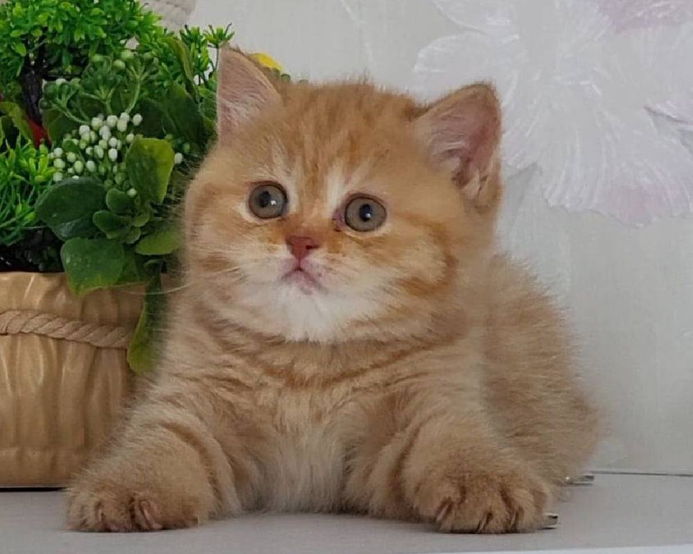 Ariana’s Surprising Transformation: What It Means for Her Fans—and Your Fitness Routine