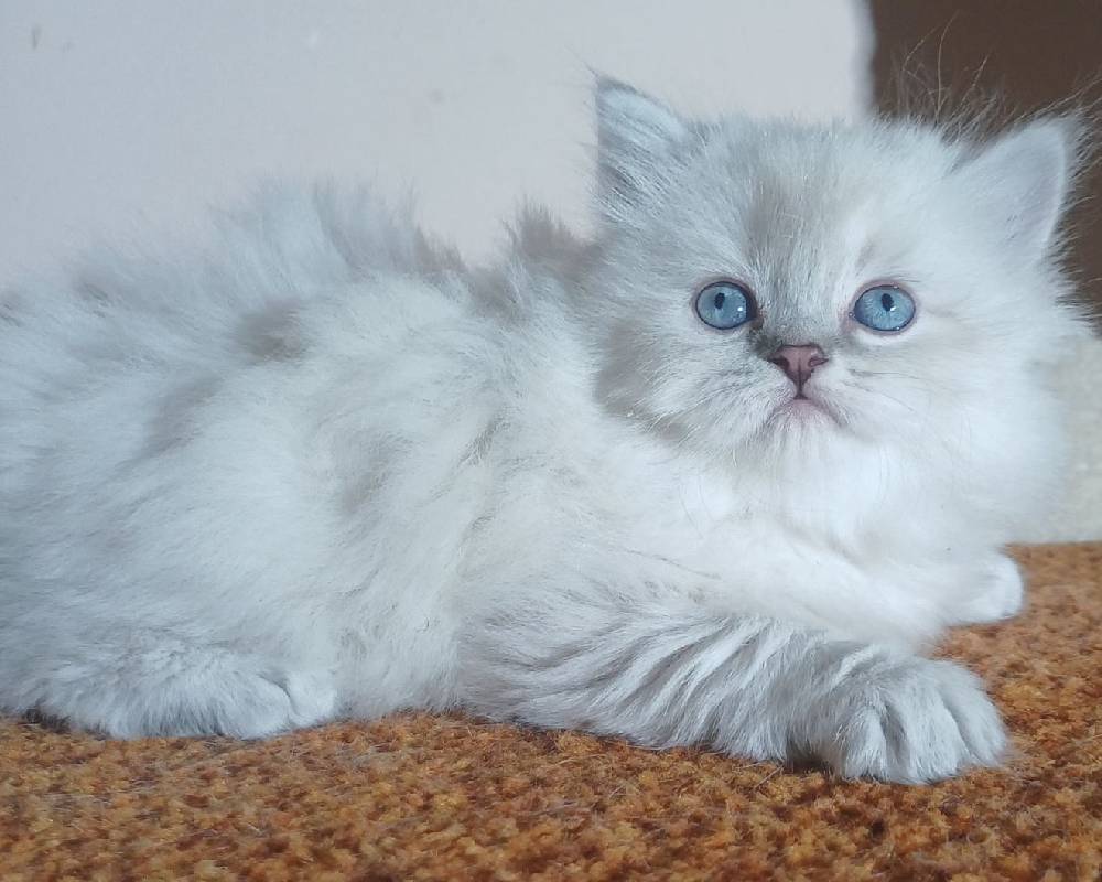 Berta: The Unexpected Story Behind a Fitness Journey That’s Transforming Lives and Tails Alike