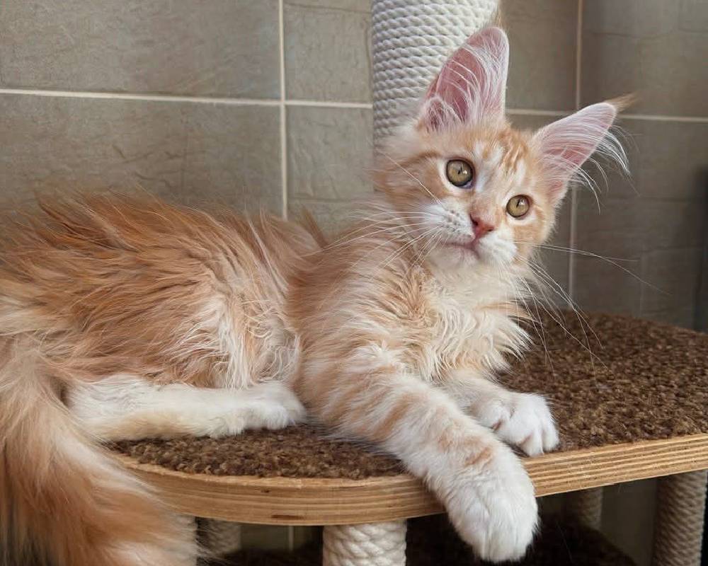 Eclaer: The Surprising Secret Behind This Breakthrough Pet Wellness Trend That’s Taking Owners by Storm