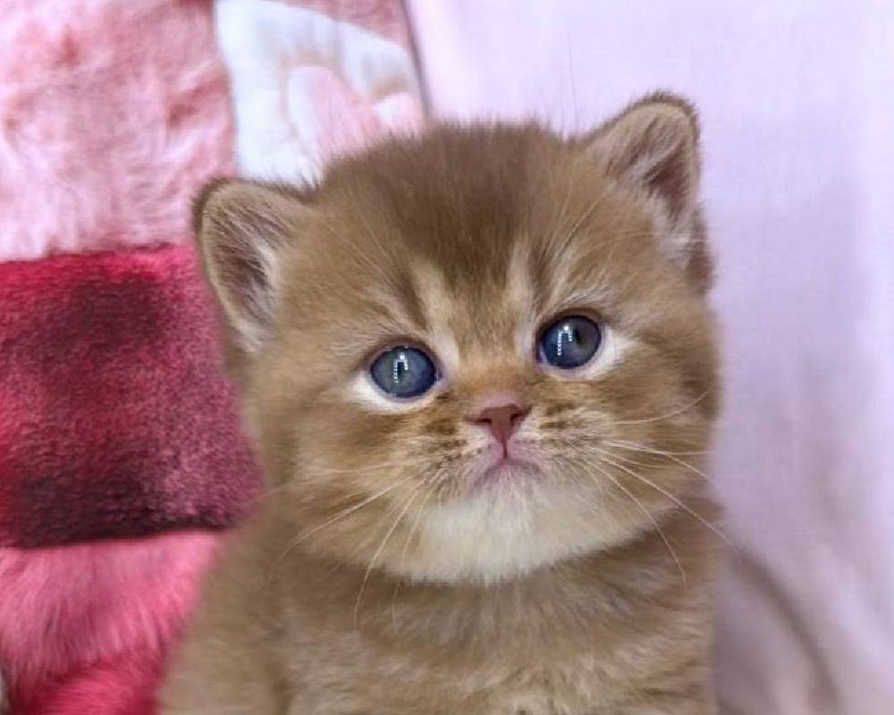 Eden: The Untold Secret Behind the Pet Paradise You Never Knew Existed