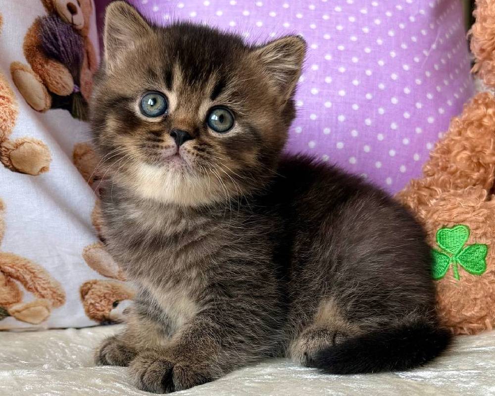 Erik’s Unexpected Journey: How One Man’s Fitness Routine Shattered All Limits and Transformed His Life—and His Loyal Dog’s Too