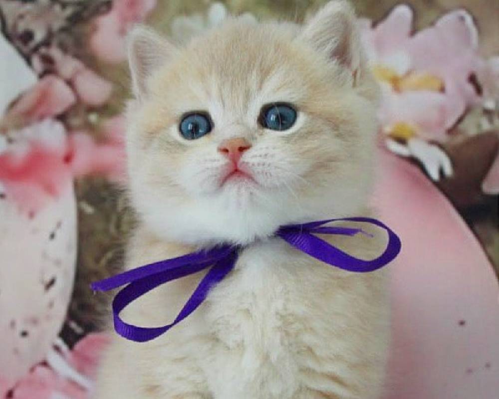 Faraon: The Untold Secret Behind the Ancient Leader’s Power That Could Change How You See History—and Your Own Strength