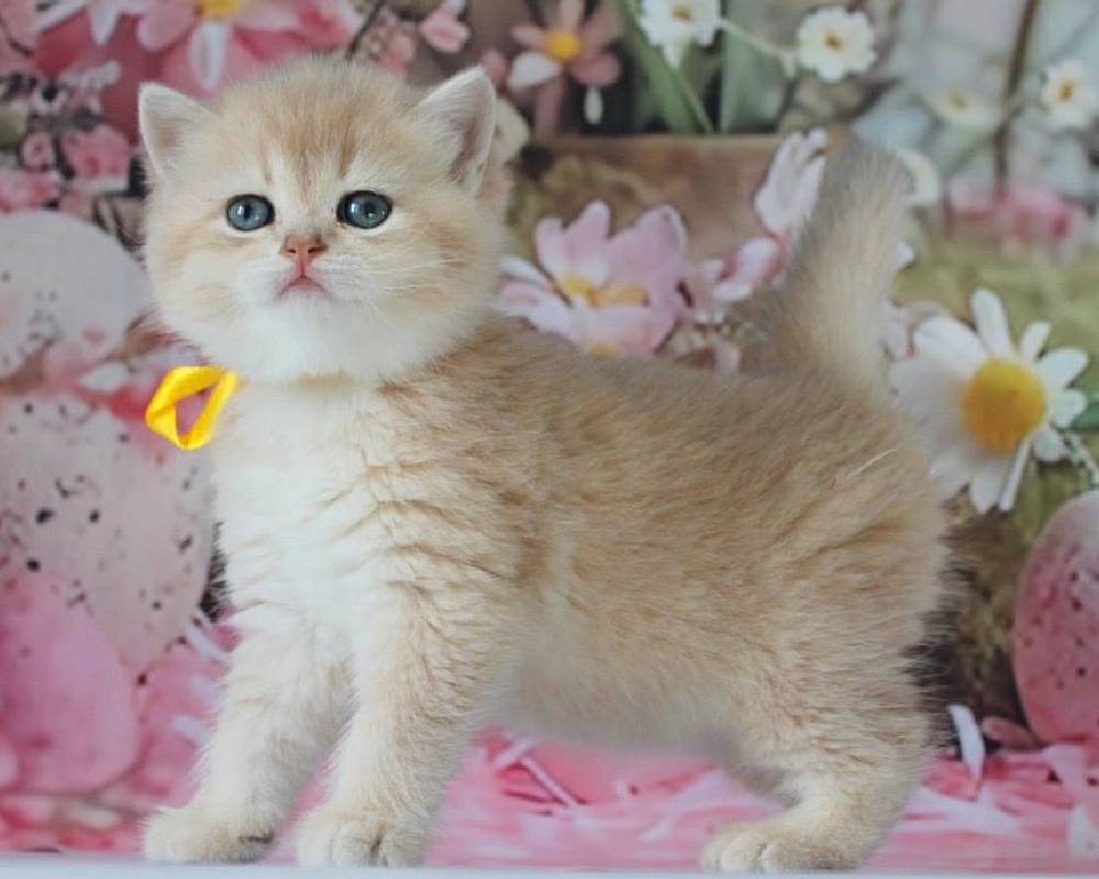 Fialka: The Surprisingly Powerful Secret Behind Your Pet’s Hidden Strength Revealed!