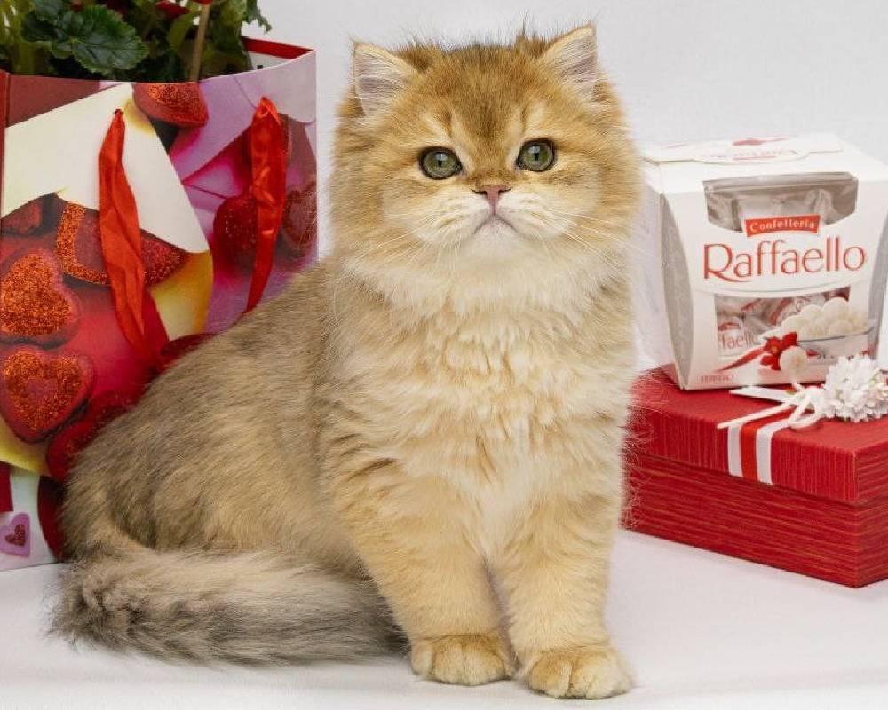 Harvey: The Unexpected Hero Who’s Reshaping How We See Pets Forever