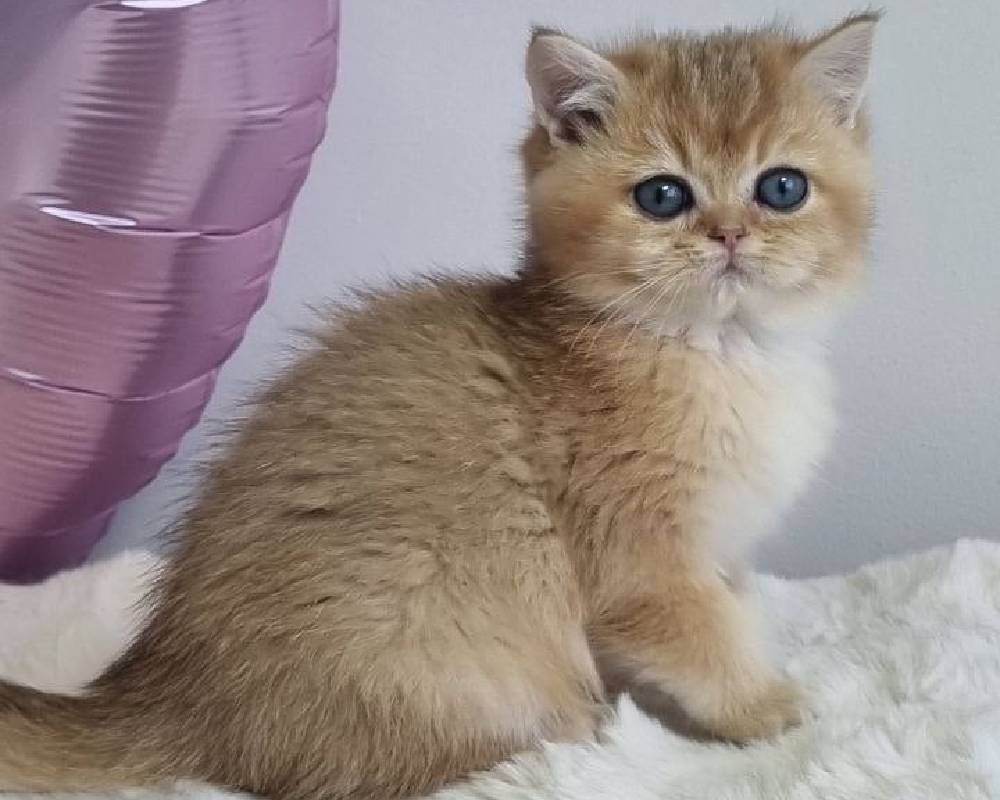 How Nike’s Unexpected Partnership with American Paws Club is Revolutionizing Fitness for You and Your Dog