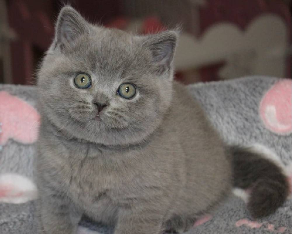 How One Lucky Pet’s Unexpected Journey Uncovers Secrets Every Owner Needs to Know