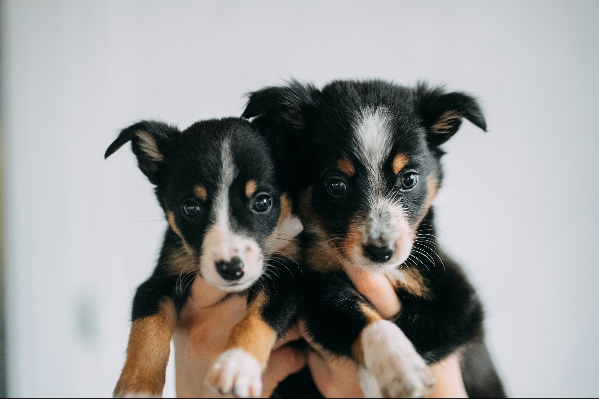 How Two Adopted Puppies Unlocked the Secret Playbook to Cutting Through the Digital Clutter and Dominating Your Market