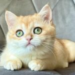 Iriska: The Unexpected Secret Behind This Incredible Pet’s Rise to Viral Stardom—And What It Means for Your Furry Friend’s Health