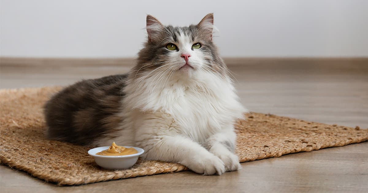 Is Peanut Butter a Secret Superfood or a Hidden Danger for Your Cat? Find Out Now!