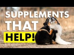 Itchy Dog or Cat? Internal Support for Skin & Immune Balance (Part 2)