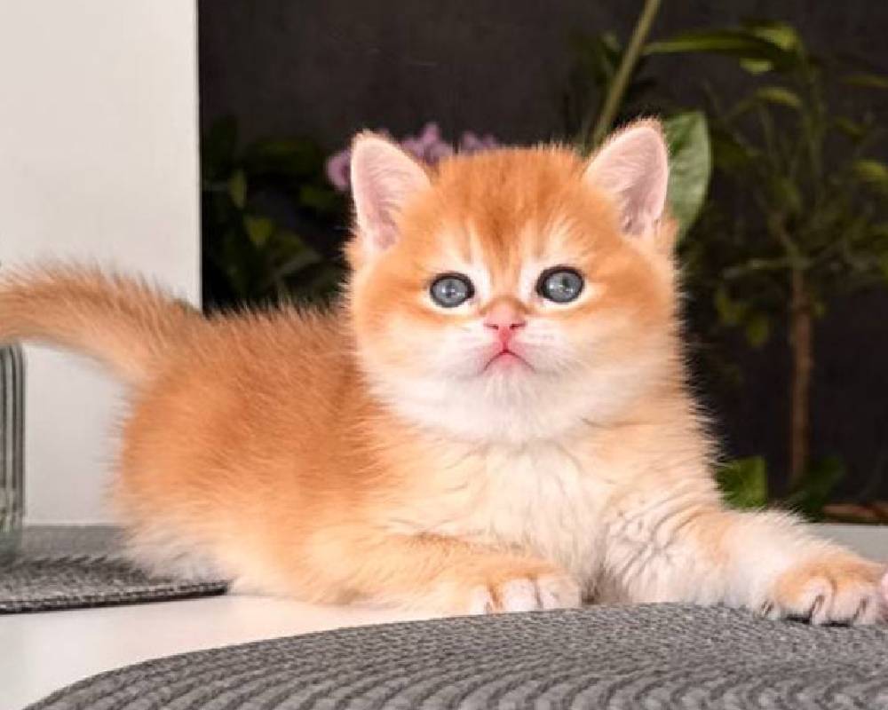 Jasper: The Unexpected Canine Hero Changing How We Train and Bond with Dogs Forever