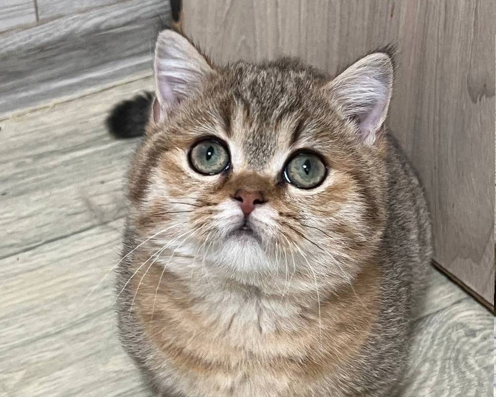 Lizzie: The Untold Mystery Behind Her Unstoppable Energy That Every Pet Owner Needs to Know