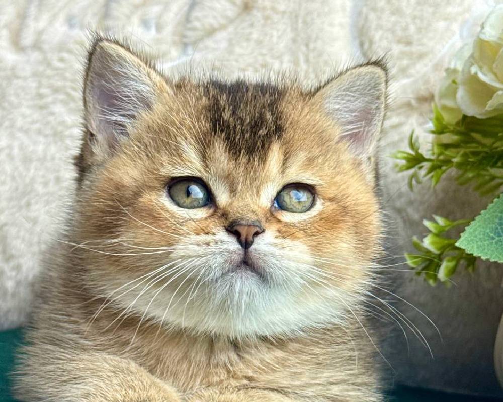 Lola: The Unexpected Secret Behind Her Unstoppable Energy and Charm Revealed!