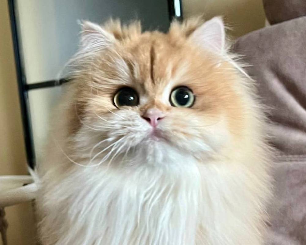 Lukas: The Unseen Connection Between Fitness and Your Pet’s Secret Superpower