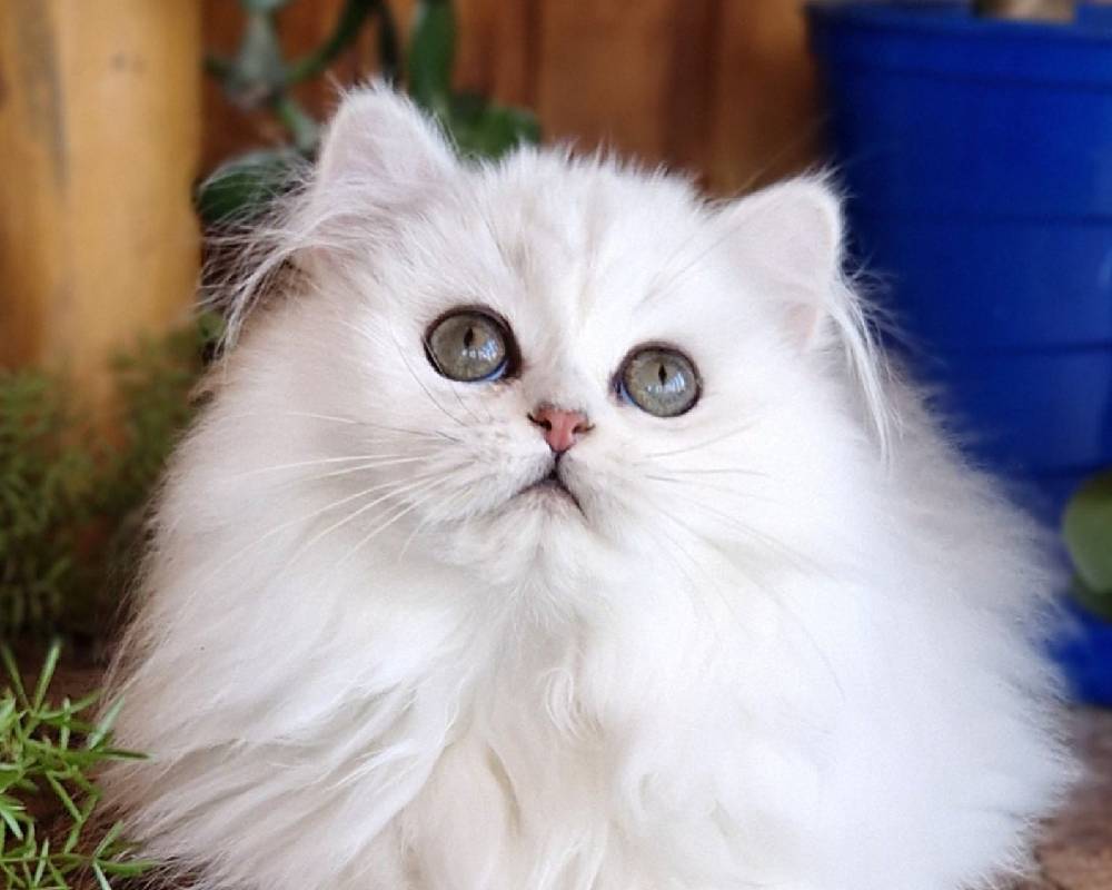 Lunika: The Hidden Secret Behind This Furry Friend’s Unbelievable Transformation You Won’t Believe!