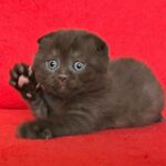 Margo: The Unexpected Secret Behind This Pet’s Unbelievable Transformation — You Won’t Believe What Happened Next!