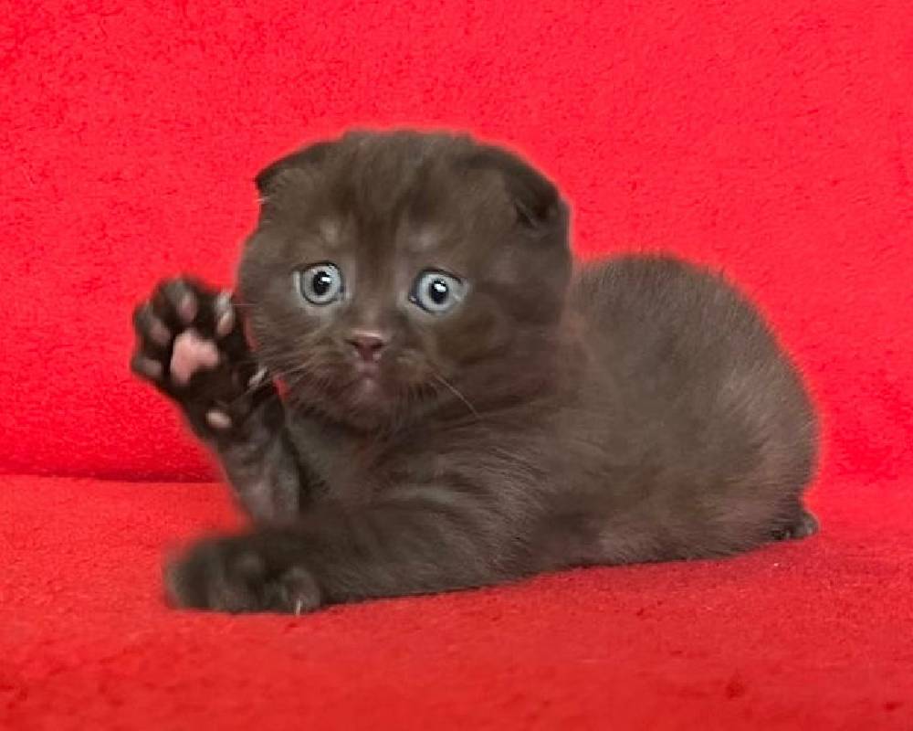 Margo: The Unexpected Secret Behind This Pet’s Unbelievable Transformation — You Won’t Believe What Happened Next!