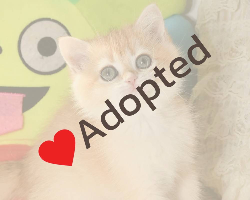 Meet Daisy: The American Paws Club’s Furriest Fitness Inspiration You Didn’t See Coming