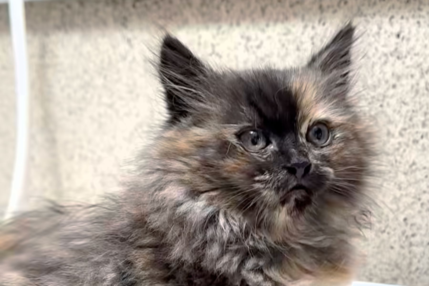 Meet Puff Kitty: The Adorable Kitten Who Inflates Like a Pufferfish—Here’s What’s Behind Her Viral Transformation!