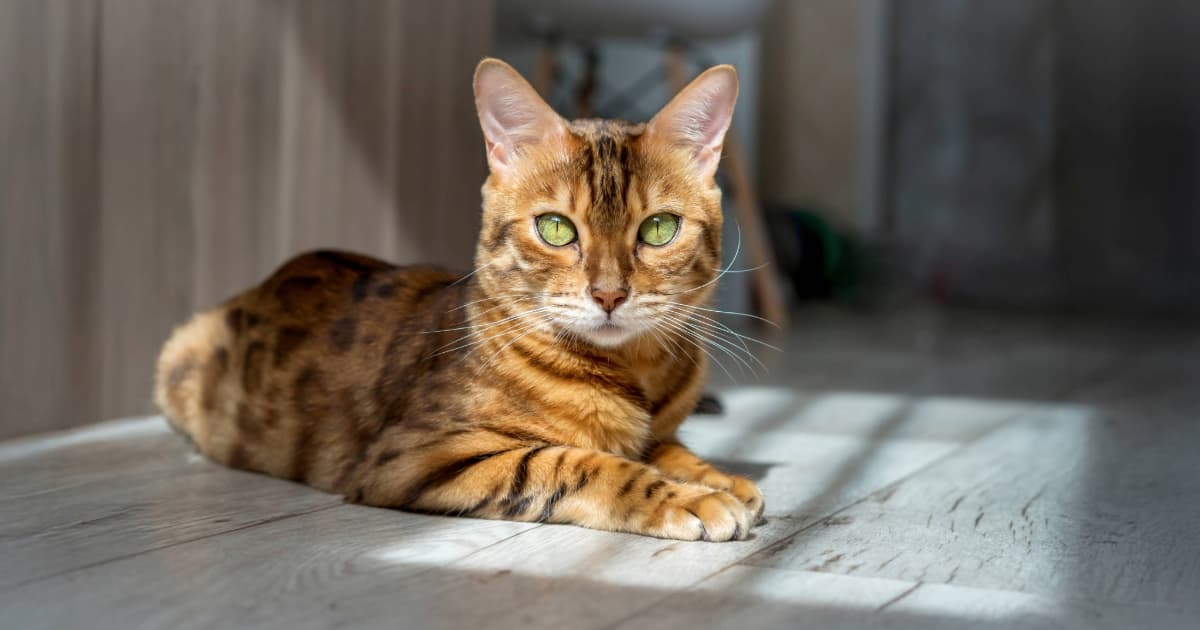 Meet the Cat Breeds That Will Make You Question Everything You Thought You Knew About Feline Behavior—Dog Lovers, Prepare to Be Shocked!