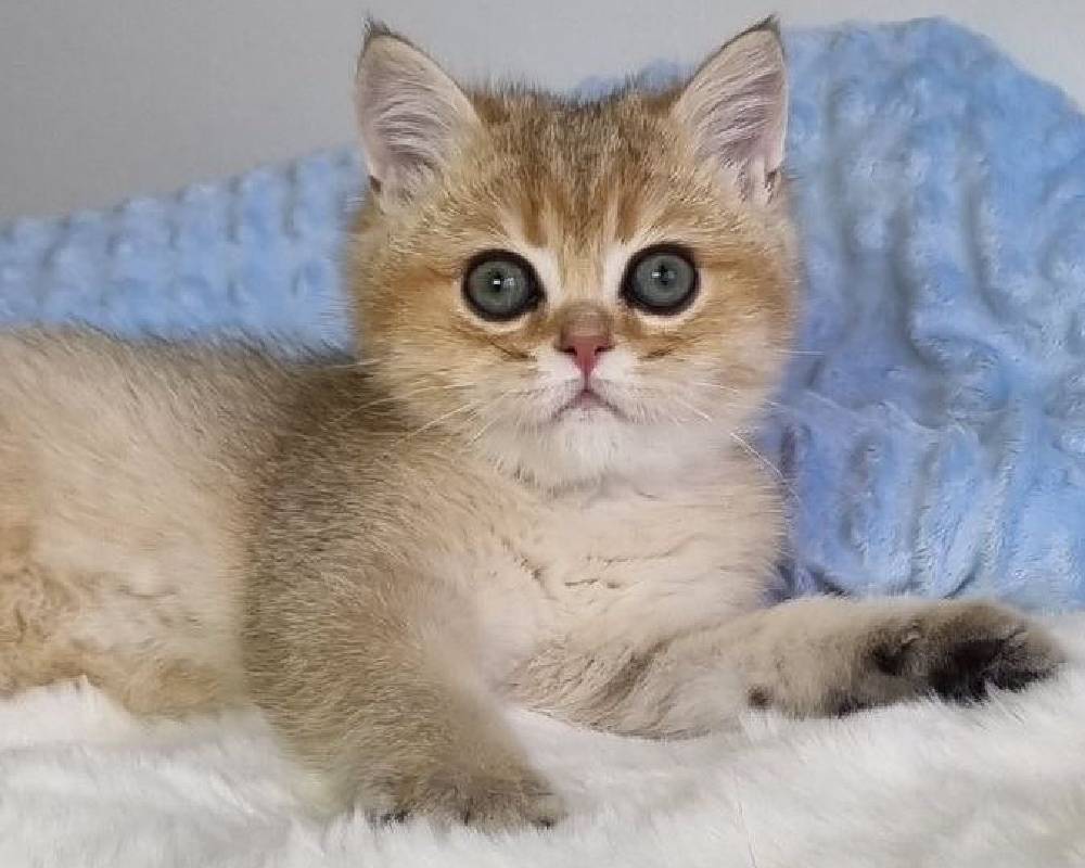 Mickey: The Surprising Secret Behind This Furry Fitness Icon’s Unbelievable Energy