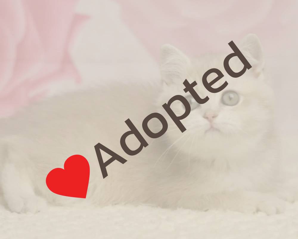 Naomi: The Surprising Connection Between Fitness, Pets, and Unstoppable Success You Didn’t See Coming