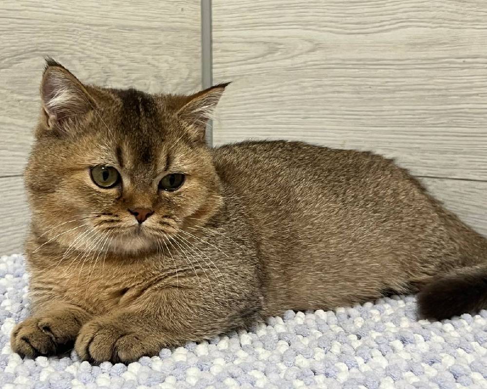 Nikki: The Unexpected Journey That’s Reshaping Fitness and Furry Friendships Forever