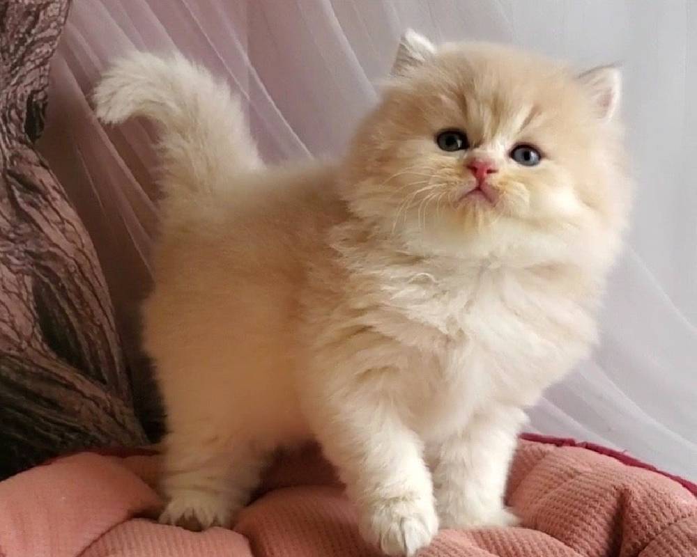 Peach: The Secret Behind This American Paws Club Star That Every Dog Lover Needs to Know!