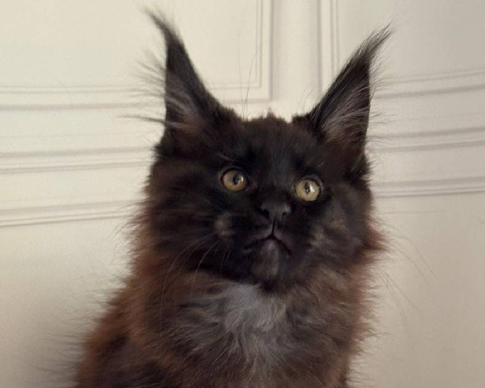 Porsche’s Surprising Secret: What This Iconic Brand Knows That Could Revolutionize Your Drive—and Your Life