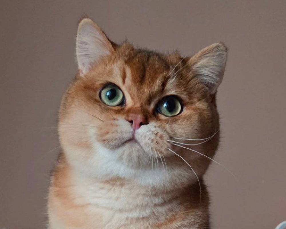 Quasars: The Cosmic Beacons That Could Rewrite What We Know About the Universe—And Why Pets Might Just Be More Connected Than You Think