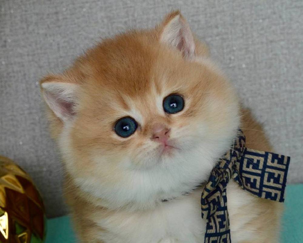 Quentin’s Secret Life: What Every Dog Lover Needs to Know Before It’s Too Late