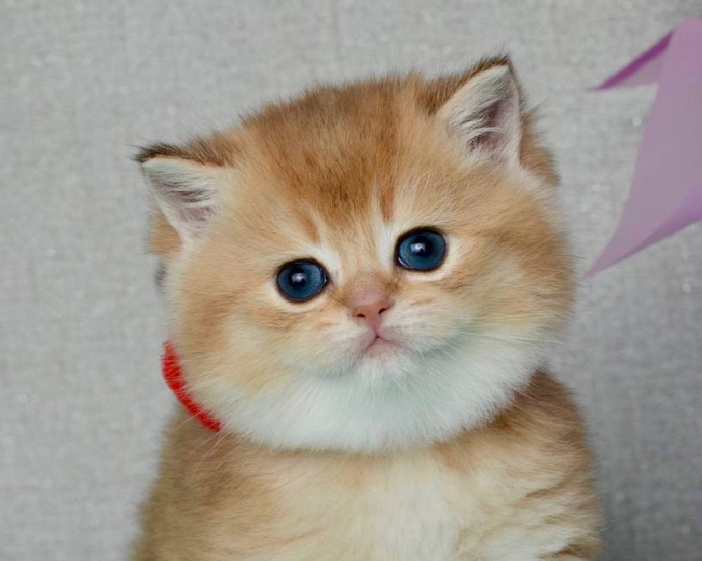 Quina: The Hidden Secret to Boosting Your Pet’s Health That Vets Don’t Want You to Know