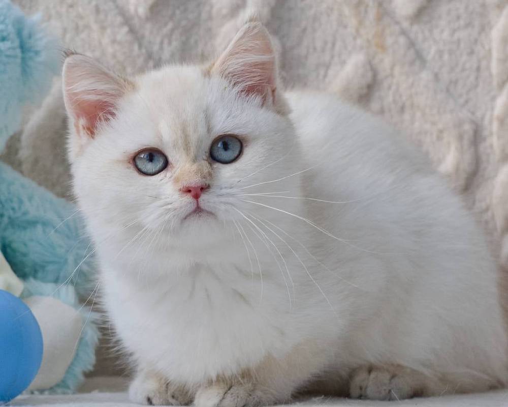 Robin: The Little Bird with a Big Secret to Surviving Urban Jungles—And What It Means for Your Backyard!